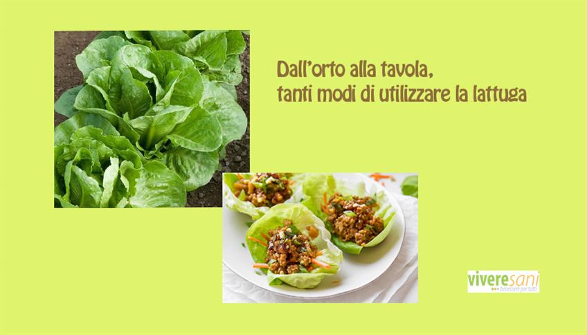 La lattuga è buona sia cotta che cruda La lattuga è buona sia cotta che cruda